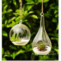 Terrarium en verre pour plantes succulentes